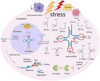 Digging out the biology properties of tRNA-derived small RNA from black hole